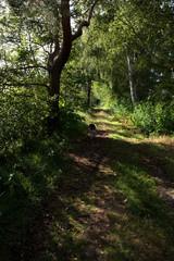 blick in hochkant auf einen von bäumen umsäumten und lichtdurchfluteten weg im hahnenmoor herzlake deutschland