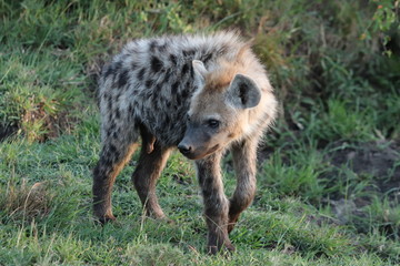 Fototapeta premium Young and fluffy spotted hyena (crocuta crocuta) in the african savannah.