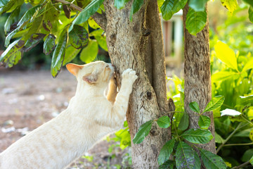 A yellow cat clinging to a tree