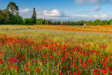 Tableaux ronds sur aluminium Toscane Spring Meadow Filled with Poppies, Pienza, Val d'Orcia, Tuscany, Italy.