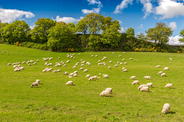 Sheeps grazing in green fields in Orcia Valley, Tuscany, Italy.