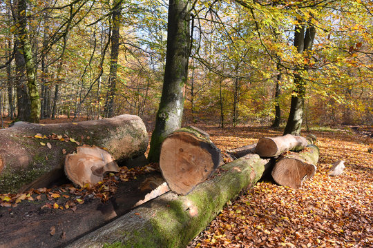 bois foret environnement arbre saison climat automne