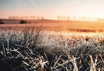 Beautiful wild nature meadow with frozen grass and flowers on a winter morning with golden sunrise...
