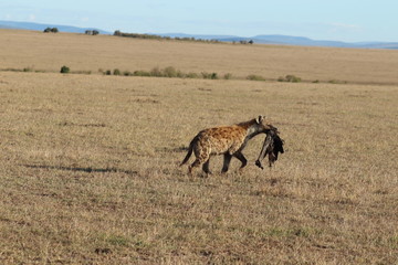 Naklejka na ściany i meble Spotted hyena (crocuta crocuta) carrying a wildebeest skin in the african savannah.