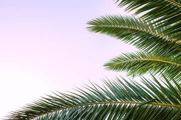 Fototapeta na wymiar palm tropical leaves on a sunset pink sky