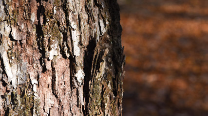 bois foret environnement arbre saison climat automne