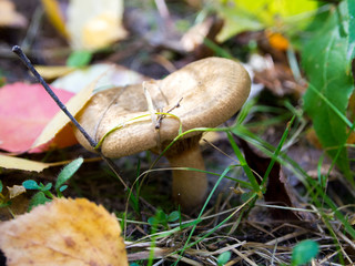 Mushroom with a concave hat