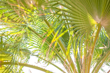 palm leaves and sea breeze