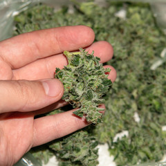 Naklejka na ściany i meble Process of trimming the flowering marijuana buds in mans hands. Fresh medical cannabis harvest in close-up