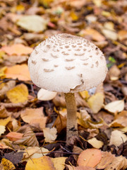 Boletus edulis, similar to an umbrella, on a long thin leg
