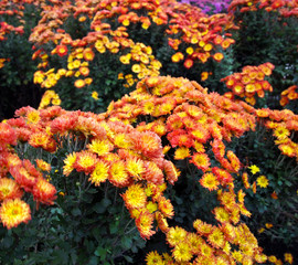 Bush yellow-orange chrysanthemums