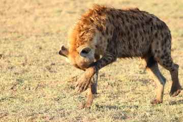 Spotted hyena (crocuta crocuta) scratching its head.