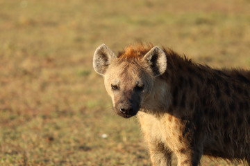 Spotted hyena (crocuta crocuta) head closeup.