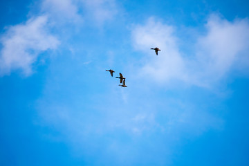 birds and clouds