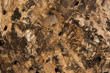 Detail of the Tree bark texture background