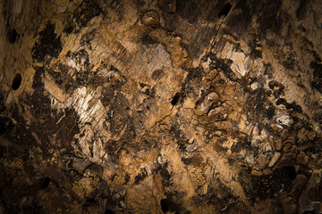Detail of the Tree bark texture background