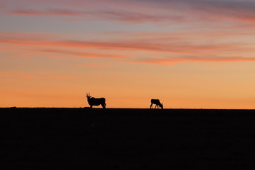 Fototapeta na wymiar Silhouettes of elands in the evening light.