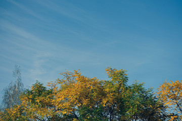 Fototapeta na wymiar yellow tree in autumn