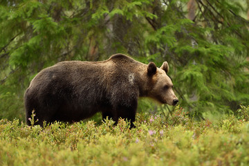 bear in forest at summer