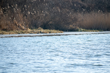 winter landscape with river and trees