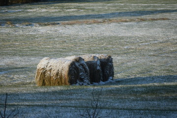 Snowy Field