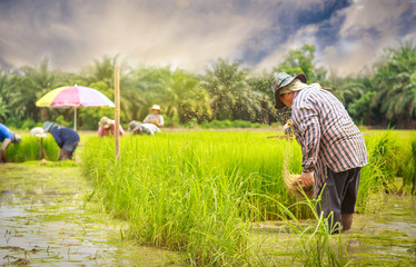 Farmers are planting rice in the rice fields according to the season of planting.