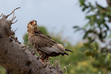 Young Bateleur eagle scouting the surrounding area while resting on a branch of a Baobab tree in Selous Game Reserve, Tanzania