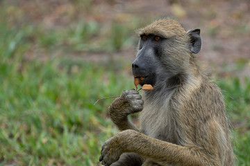Baboon in Selous Game Reserve, Tanzania