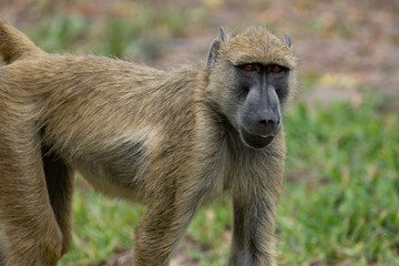 Baboon in Selous Game Reserve, Tanzania