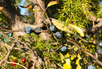blackthorn on the branch, in the background the branches