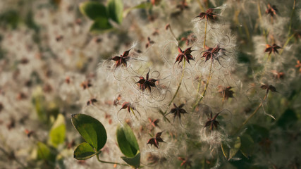 Beautiful plant. Autumn plant. Garden flower. 