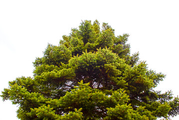 Pine green in the morning bright summer landscape alone background