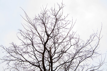 The branches of the tree stem that extends out to  pattern on background in daytime