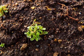 Small trees that grow in the soil, the weather, damp morning