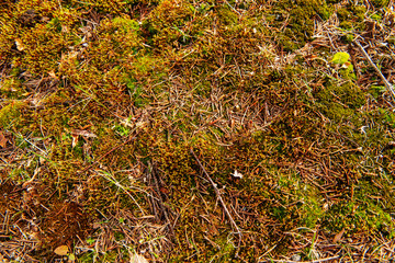 Green grass texture for background, copy space    