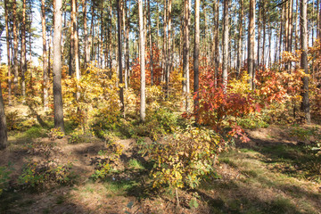 Deciduous and mixed forest during early autumn. Different shades of leaves that change color.