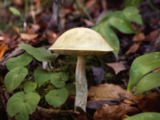 White mushroom on a bent leg against a background of grass and foliage