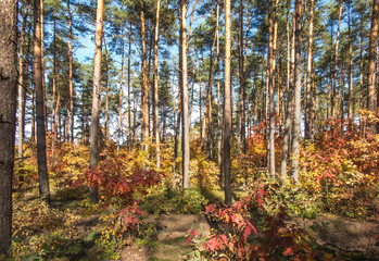 Deciduous and mixed forest during early autumn. Different shades of leaves that change color.