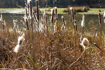 Dry cattails (bulrush) on the bank of the pond with seeds spread by the wind.