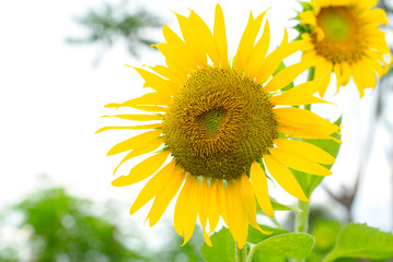 The Sunflower blossom in the morning, in the fresh air, feel the freshness