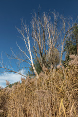Fototapeta premium Dry reeds on the shore of the lake, cane layer, cane seeds, other thickets. Golden reed and leaves in the rays of the autumn sun.