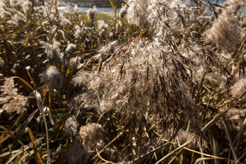 Dry reeds on the shore of the lake, cane layer, cane seeds, other thickets. Golden reed and leaves in the rays of the autumn sun.