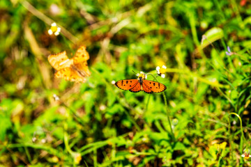 Butterflies on the island twigs , drinking nectar from flowersof the morning look beautiful 