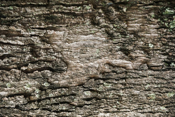 old wood background