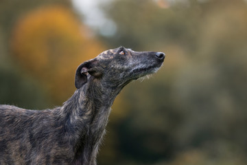 Rauhaar Galgo Portrait
