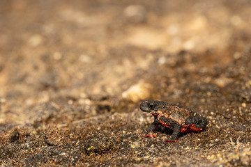 Maldonada redbelly toad - Melanophryniscus moreirae