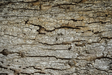 old wood background