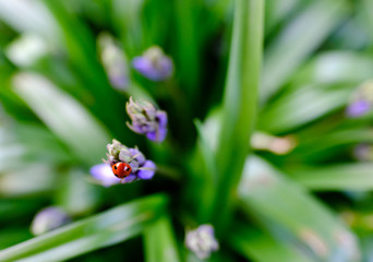 Ladybird seen on some fresh, blooming spring bluebells.
