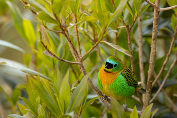 Brassy-breasted tanager - Tangara desmaresti