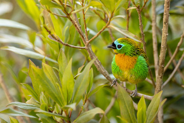 Brassy-breasted tanager - Tangara desmaresti